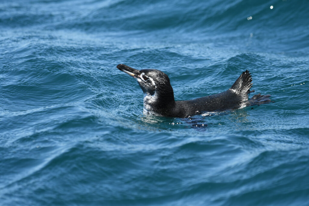 Smaller than their cousins down South, these are the only penguins that live above the Equator