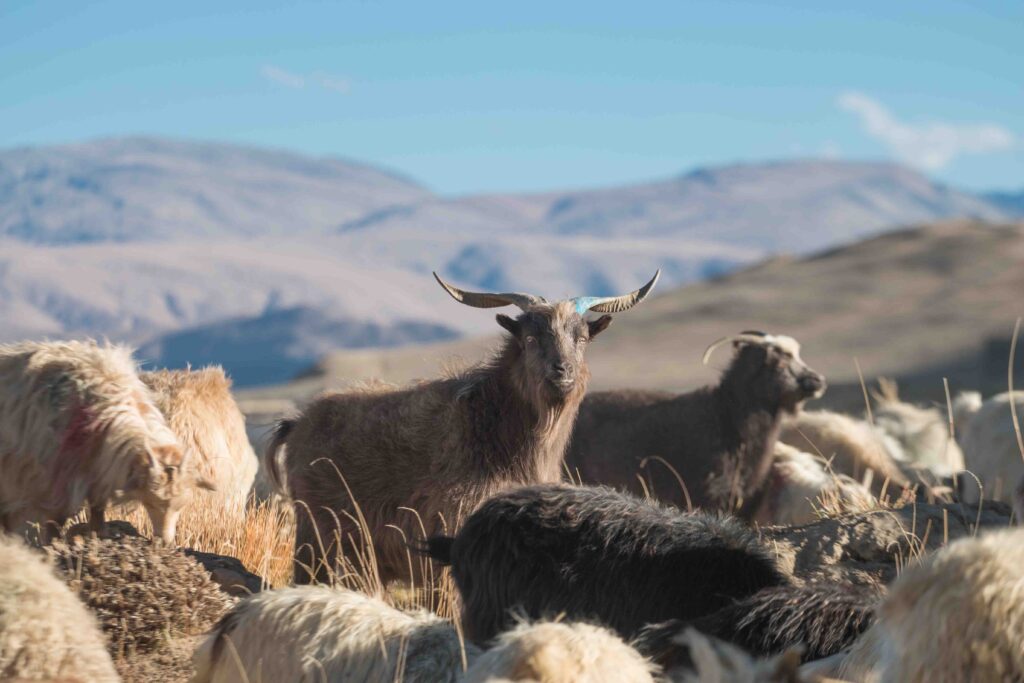 A dozen shawl goats were among the tributes given to the British under the 1846 Treaty of Amritsar